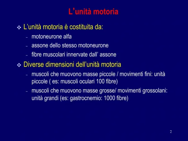 Le cellule delle corna anteriori del midollo spinale