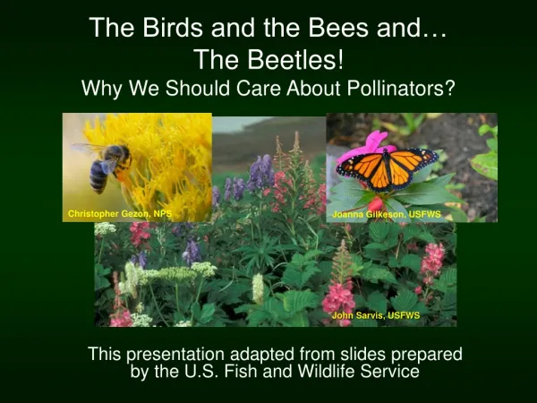 The Birds and the Bees and… The Beetles! Why We Should Care About Pollinators?