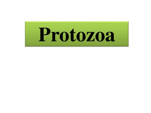 Protozoa