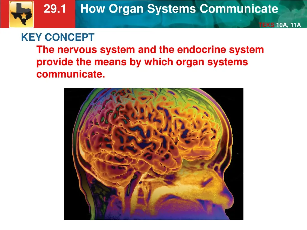 key concept the nervous system and the endocrine