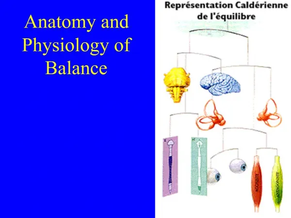 Anatomy and Physiology of Balance