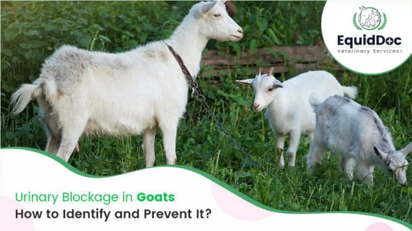 Urinary Blockage in Goats: How to Identify and Prevent It?