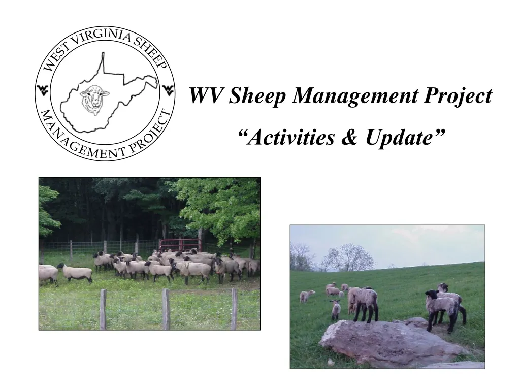 wv sheep management project activities update