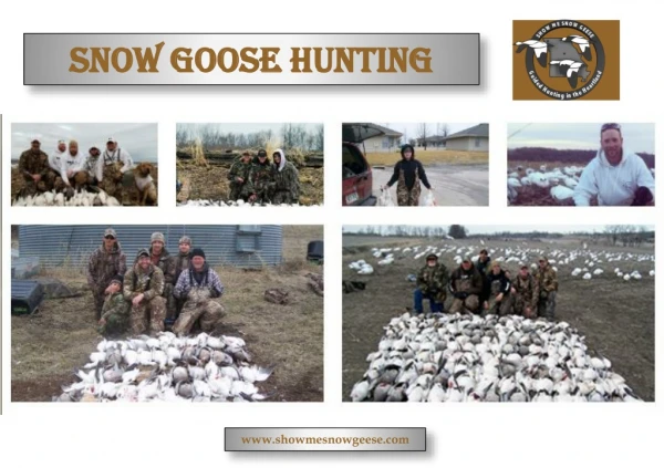 snow goose hunt,