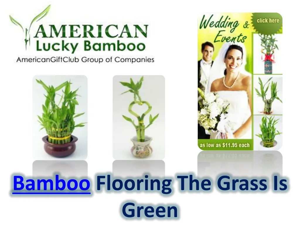 bamboo flooring the grass is green