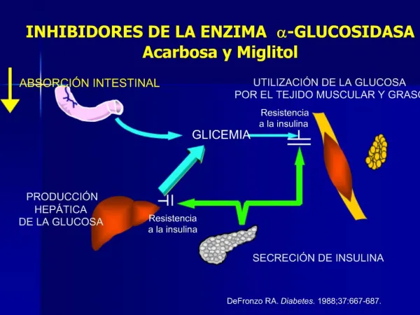 DeFronzo RA. Diabetes. 1988;37:667-687.