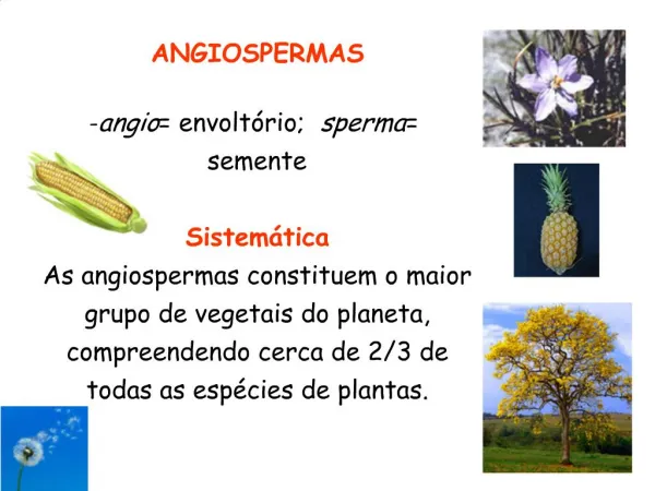 ANGIOSPERMAS -angio envolt rio; sperma semente Sistem tica As angiospermas constituem o maior grupo de vegetais do p
