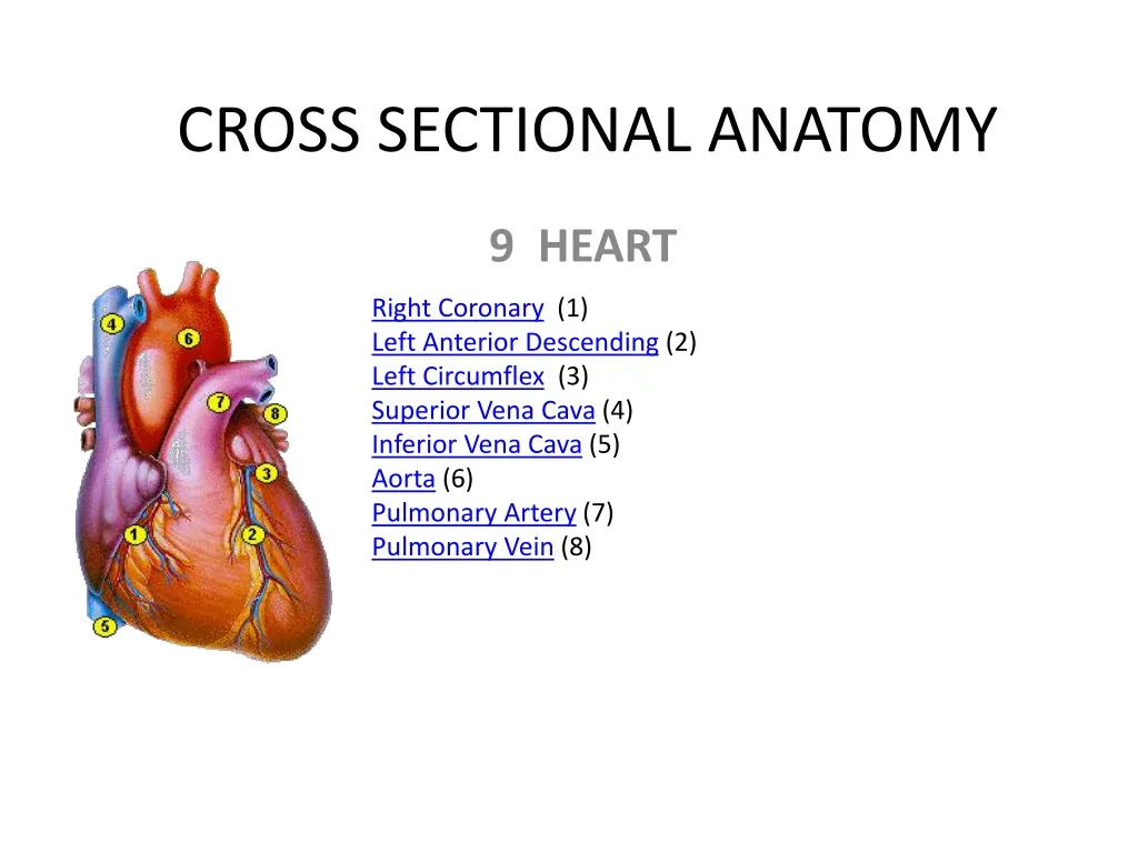 cross sectional anatomy