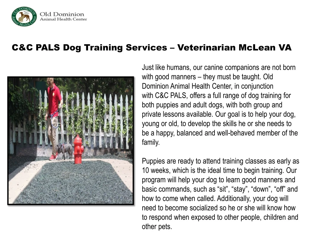 c c pals dog training services veterinarian