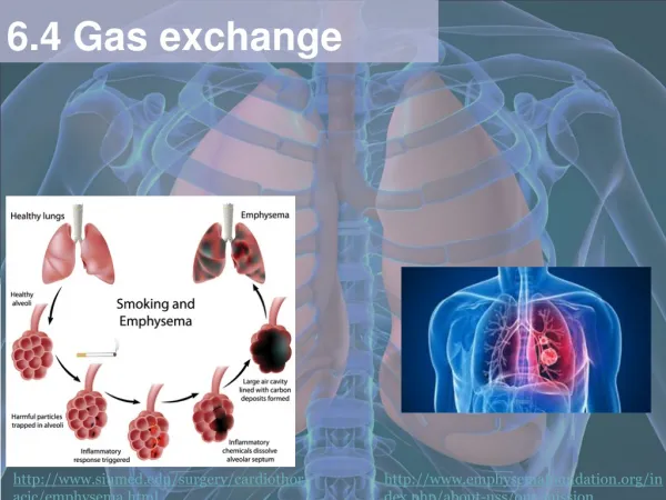 6.4 Gas exchange