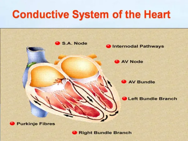 Conductive System of the Heart