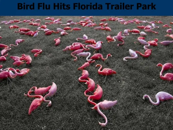 Bird Flu Hits Florida Trailer Park