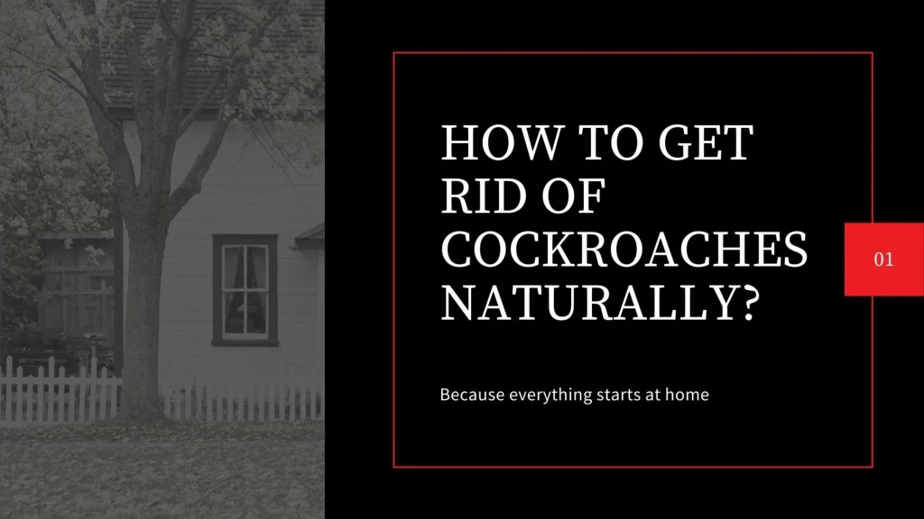 how to get rid of cockroaches naturally because