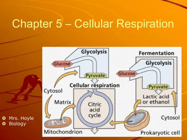 Chapter 5 Cellular Respiration