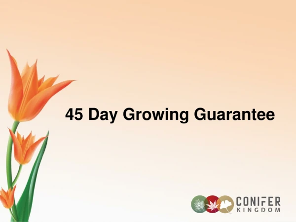 45 Day Growing Guarantee - Conifer Kingdom