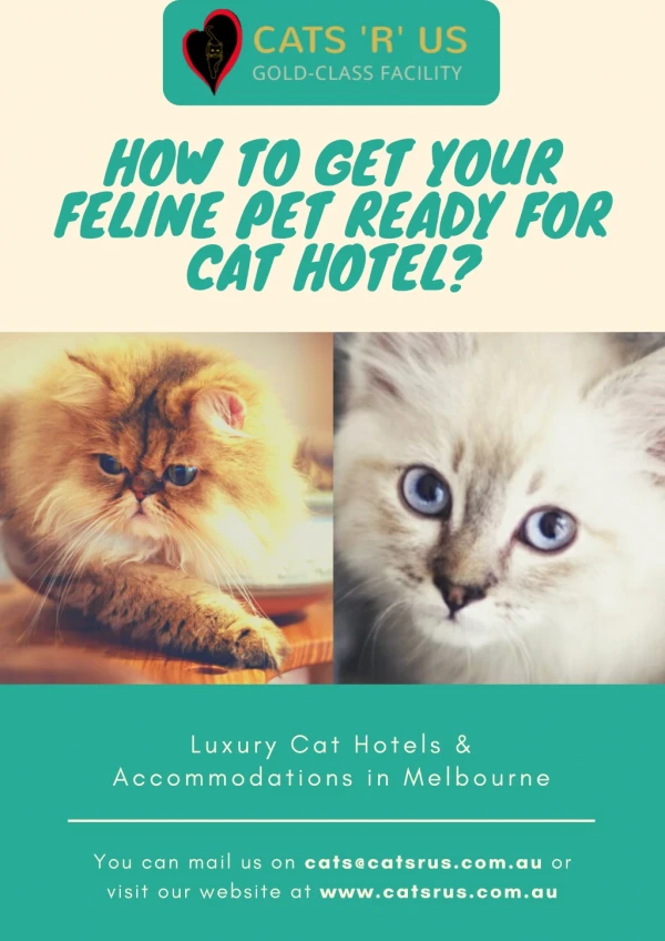 How to Get Your Feline Pet Ready For Cat Hotel?