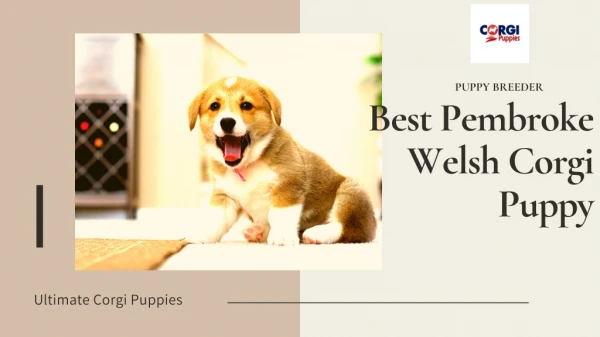 Get the Top Quality Pembroke Welsh Corgi Puppies For Sale - Ultimate Corgi Puppies