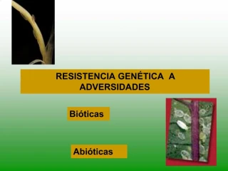 Bi ticas - slide 1