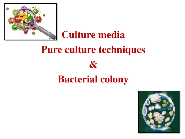 Culture media Pure culture techniques &amp; Bacterial colony