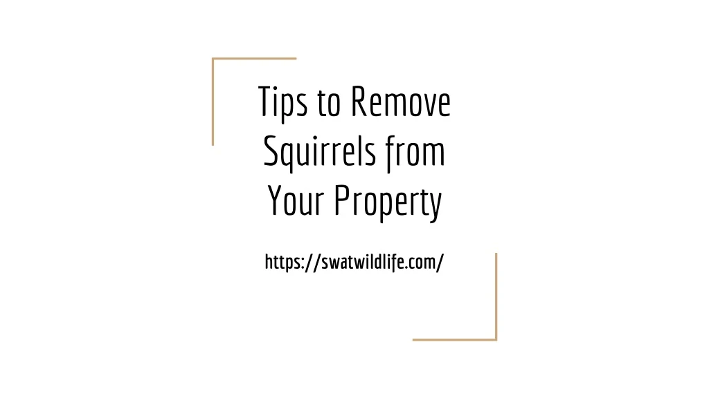 tips to remove squirrels from your property