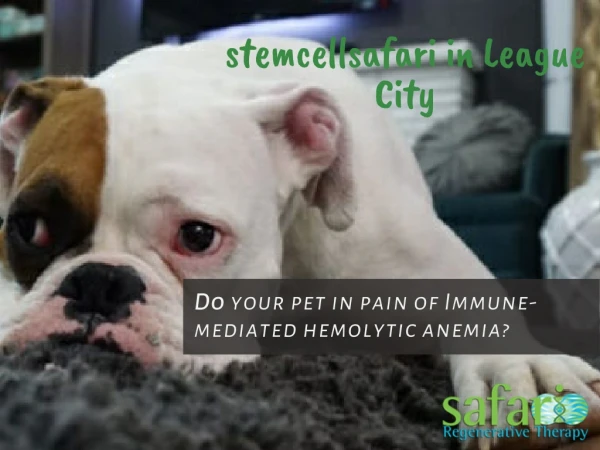 Do your pet in pain of Immune-mediated hemolytic anemia (IMHA)? Contact to Stem Cell Safari