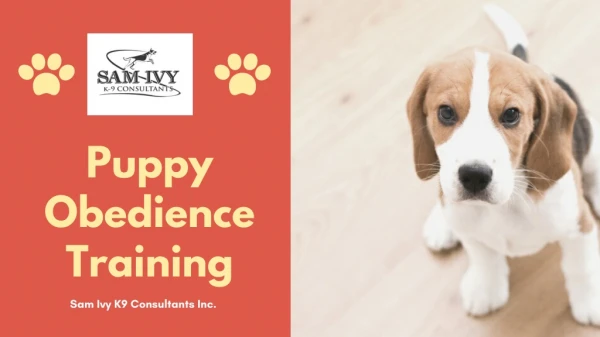 Puppy Obedience Training - Sam Ivy