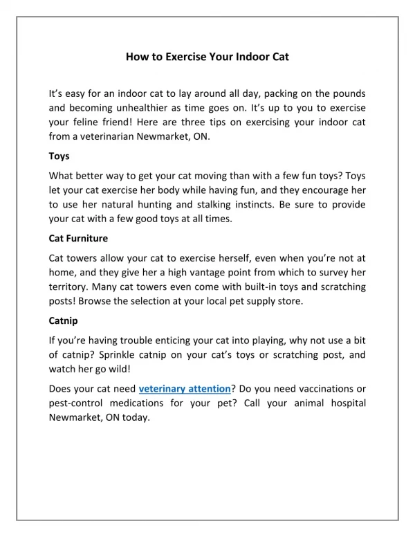 how to exercise your indoor cat
