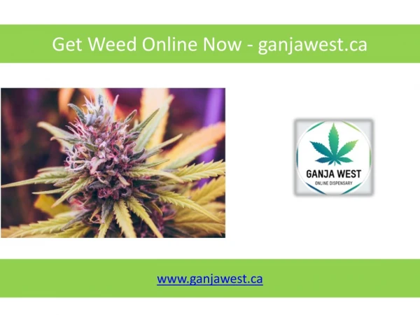 Get Weed Online Now - ganjawest.ca