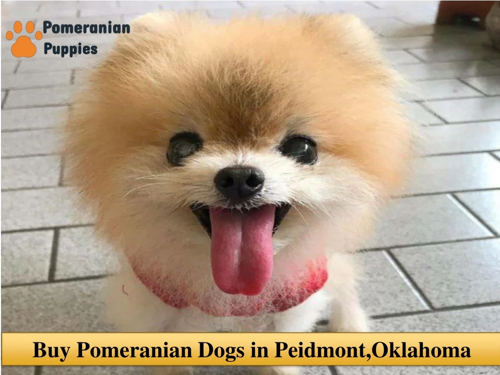 buy pomeranian dogs in peidmont oklahoma