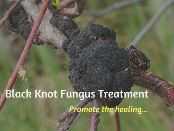 Black knot fungus treatment-From Black Knot Be Gone