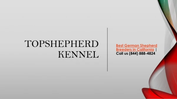 Best Quality German Shepherd Puppies for Sale in California | Topshepherd Kennel