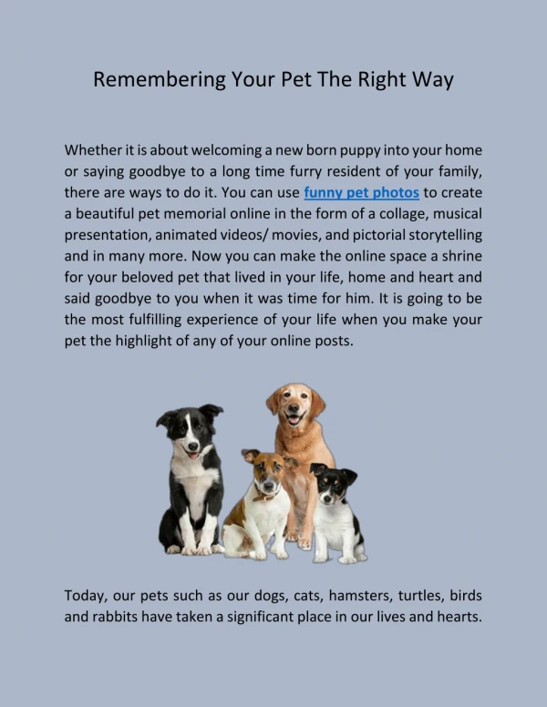 Remembering Your Pet The Right Way