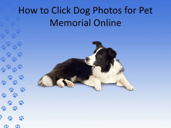 How to Click Dog Photos for Pet Memorial Online