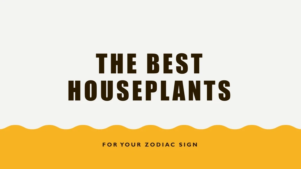 the best houseplants