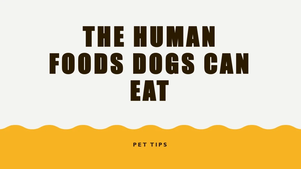 the human foods dogs can eat