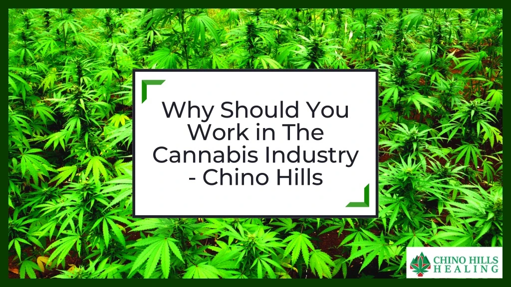 why should you work in the cannabis industry