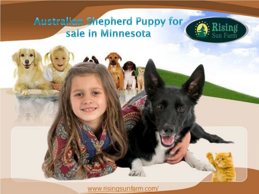australian shepherd puppy for sale in minnesota