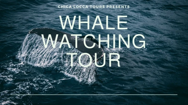 The Magical and Mystical Whale Watching Tours