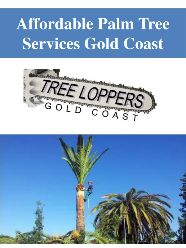 Affordable Palm Tree Services Gold Coast