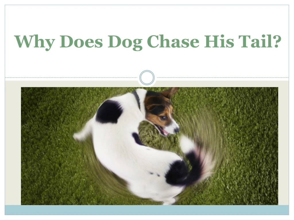 why does dog chase his tail