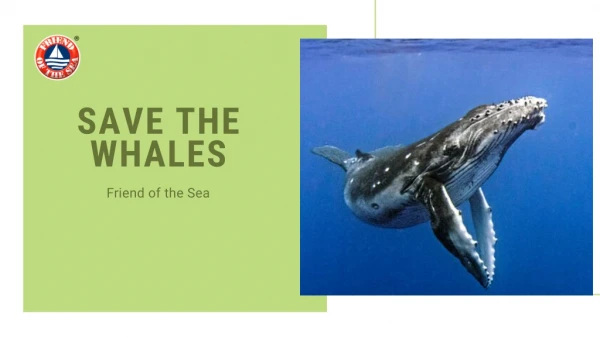 Save the Whales-Engaged Species.