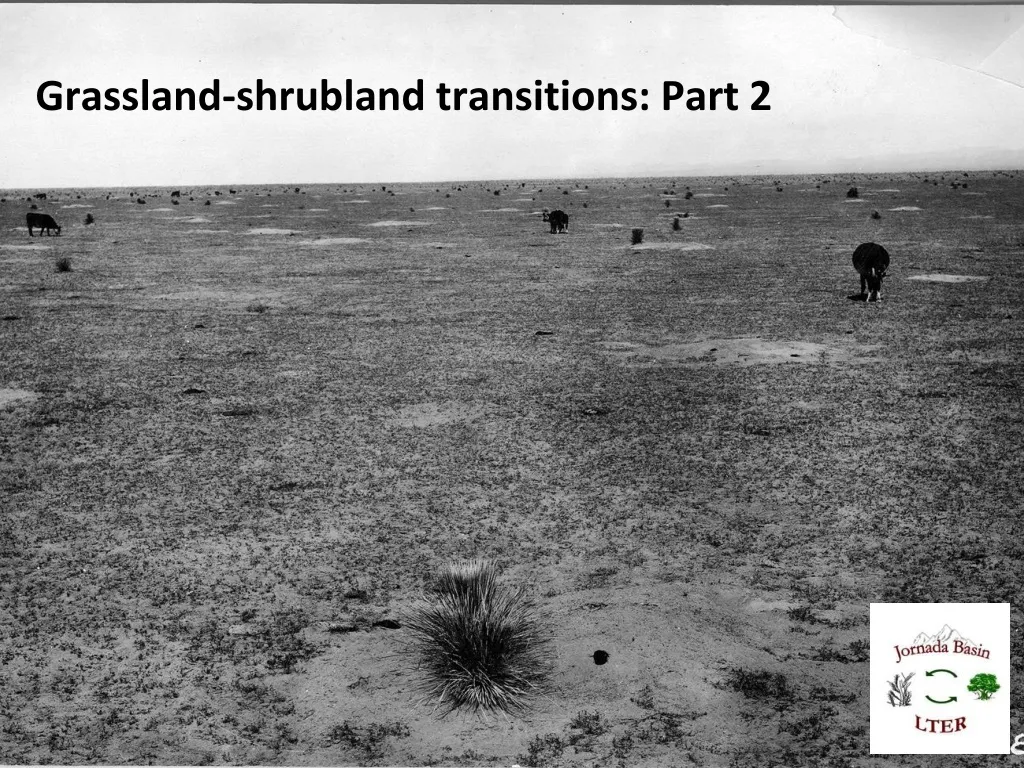 grassland shrubland transitions part 2