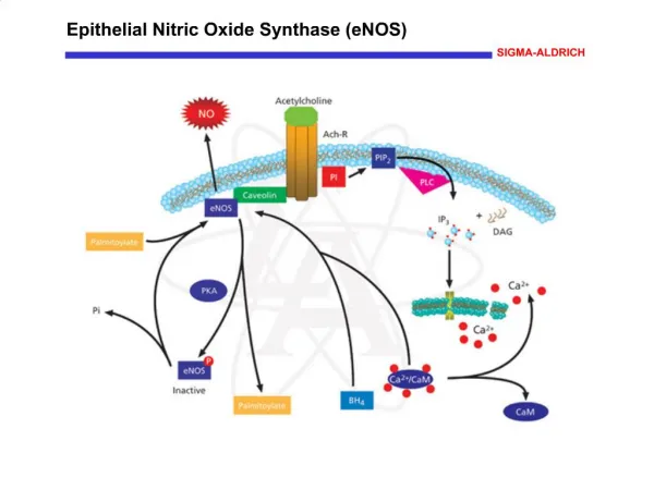 Epithelial Nitric Oxide Synthase eNOS