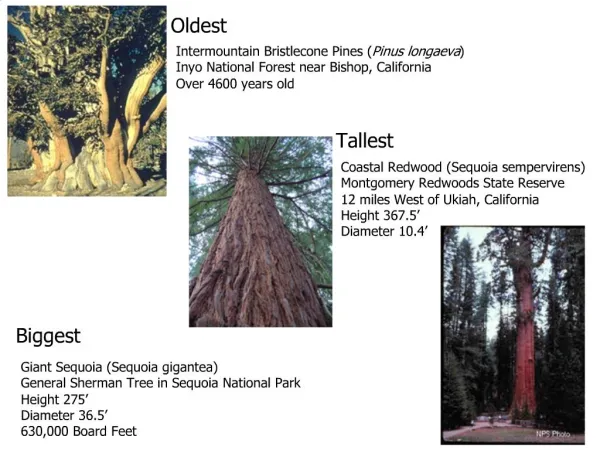 Giant Sequoia Sequoia gigantea General Sherman Tree in Sequoia National Park Height 275 Diameter 36.5 630,000 Board