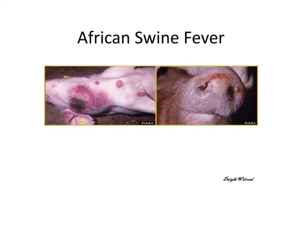 African Swine Fever