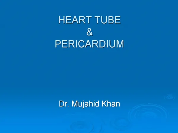 HEART TUBE PERICARDIUM