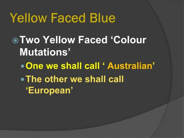 Yellow Faced Blue