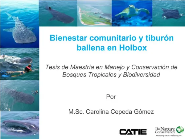 Bienestar comunitario y tibur n ballena en Holbox