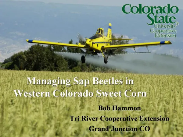 Managing Sap Beetles in Western Colorado Sweet Corn