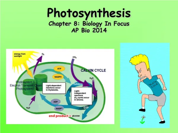 Photosynthesis Chapter 8: Biology In Focus AP Bio 2014
